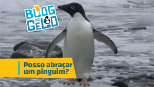 Um pinguim nas rochas da praia da Antártica. Está escrito na imgem: Posso abraçar um pinguim?